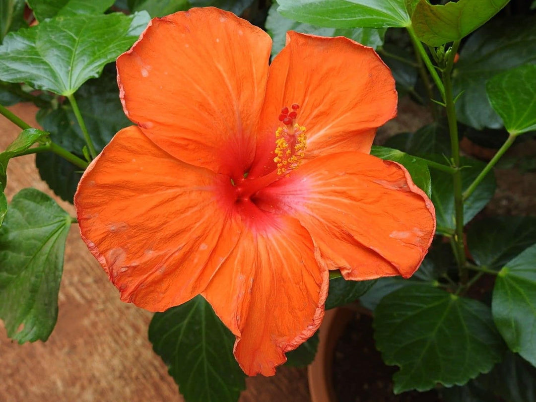 planting hibiscus seeds Heirloom Deep Orange Hibiscus Flower Seeds – Non-GMO Vibrant Tropical Blooms for Garden Planting