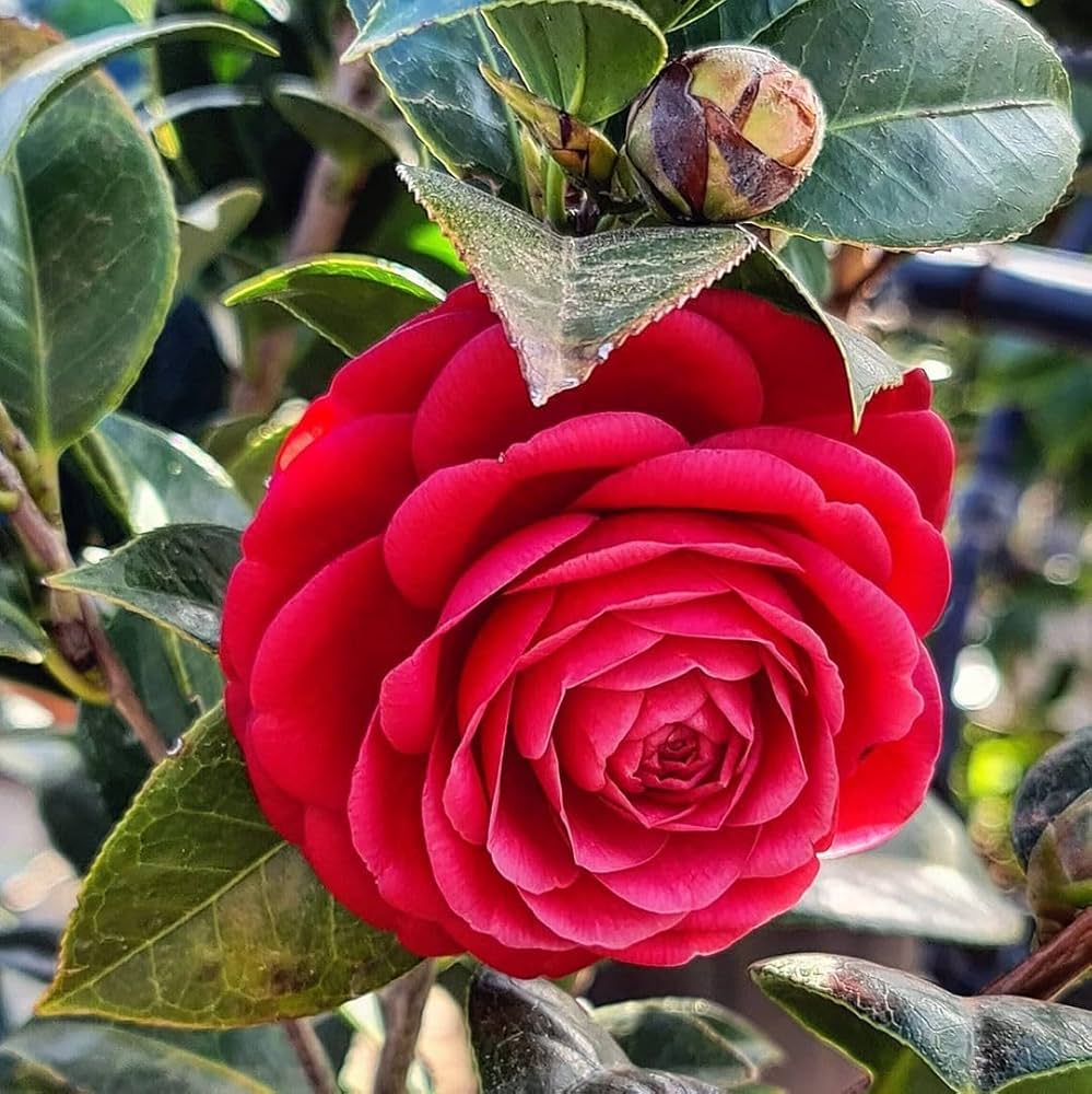 camellia japonica flower seeds