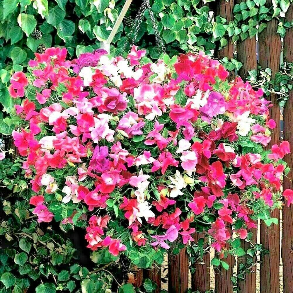 pea flower flower seeds