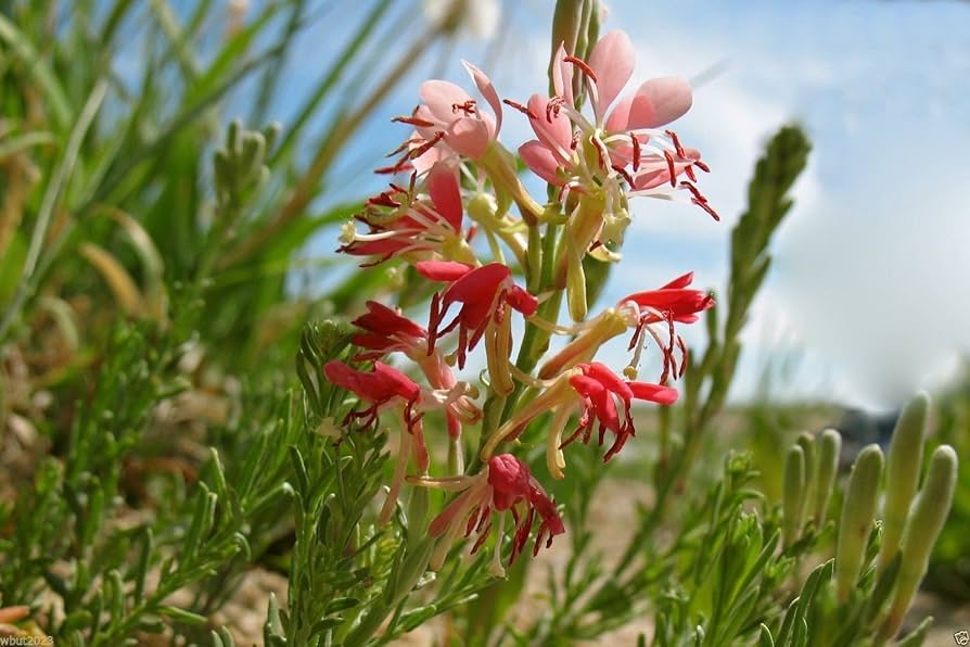 gaura gaura flower seeds