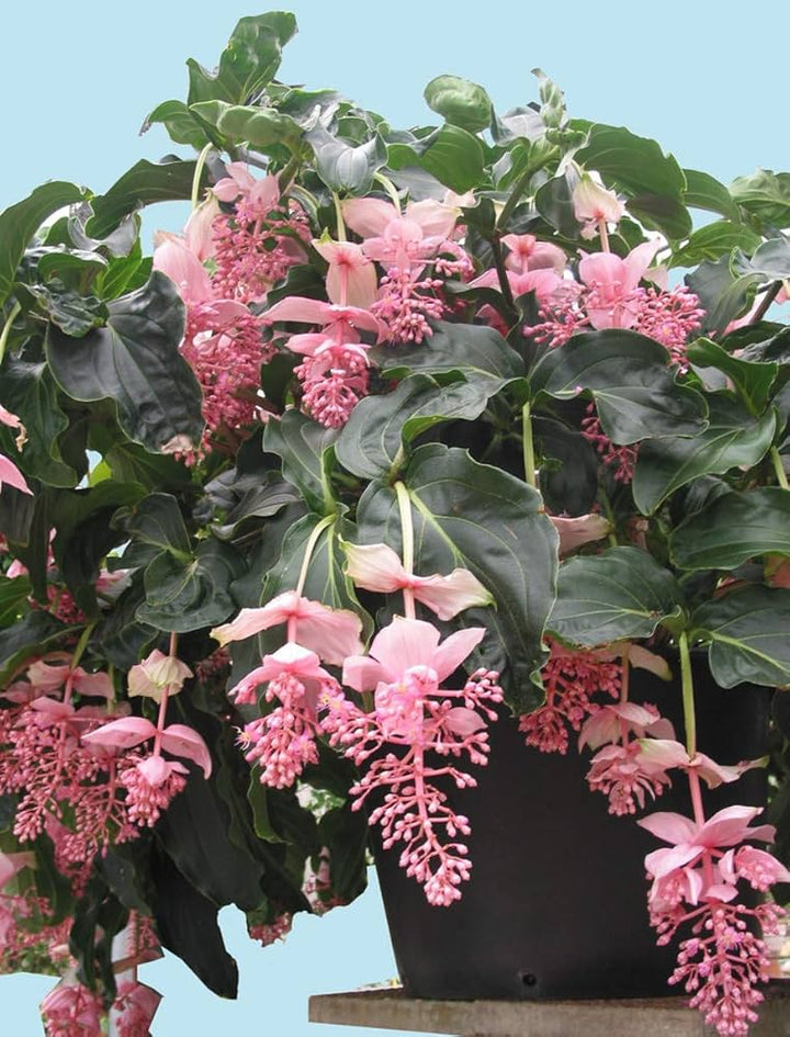 Heirloom Non-GMO Chandelier Plant Seeds for Planting – Unique Succulent Garden Seeds | High Germination