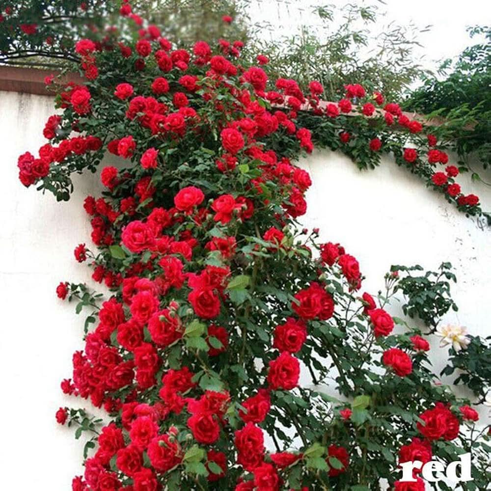 red climbing flower seeds
