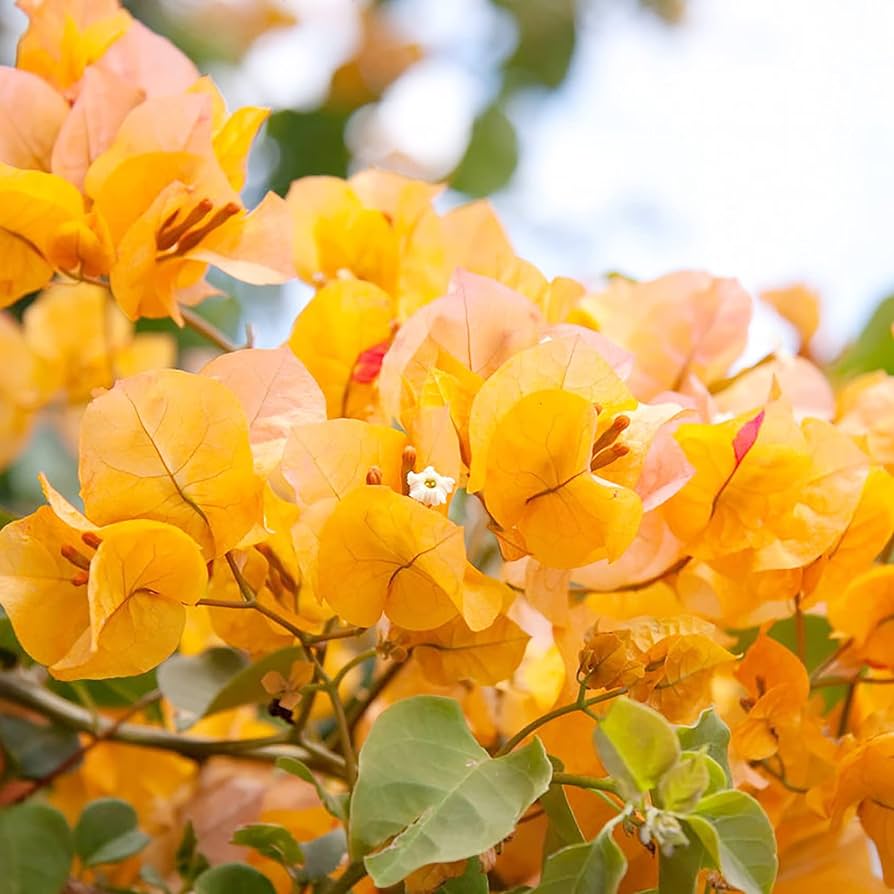 bougainvillea bougainvillea flower seeds