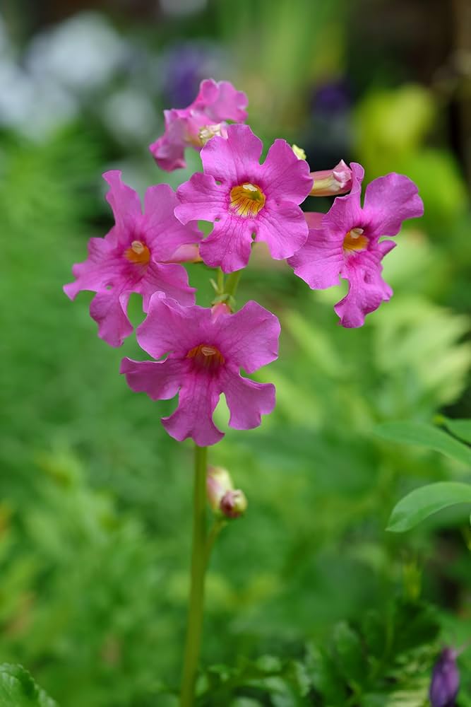 Incarvillea Delavayi plantefrø til plantning - 100 stk