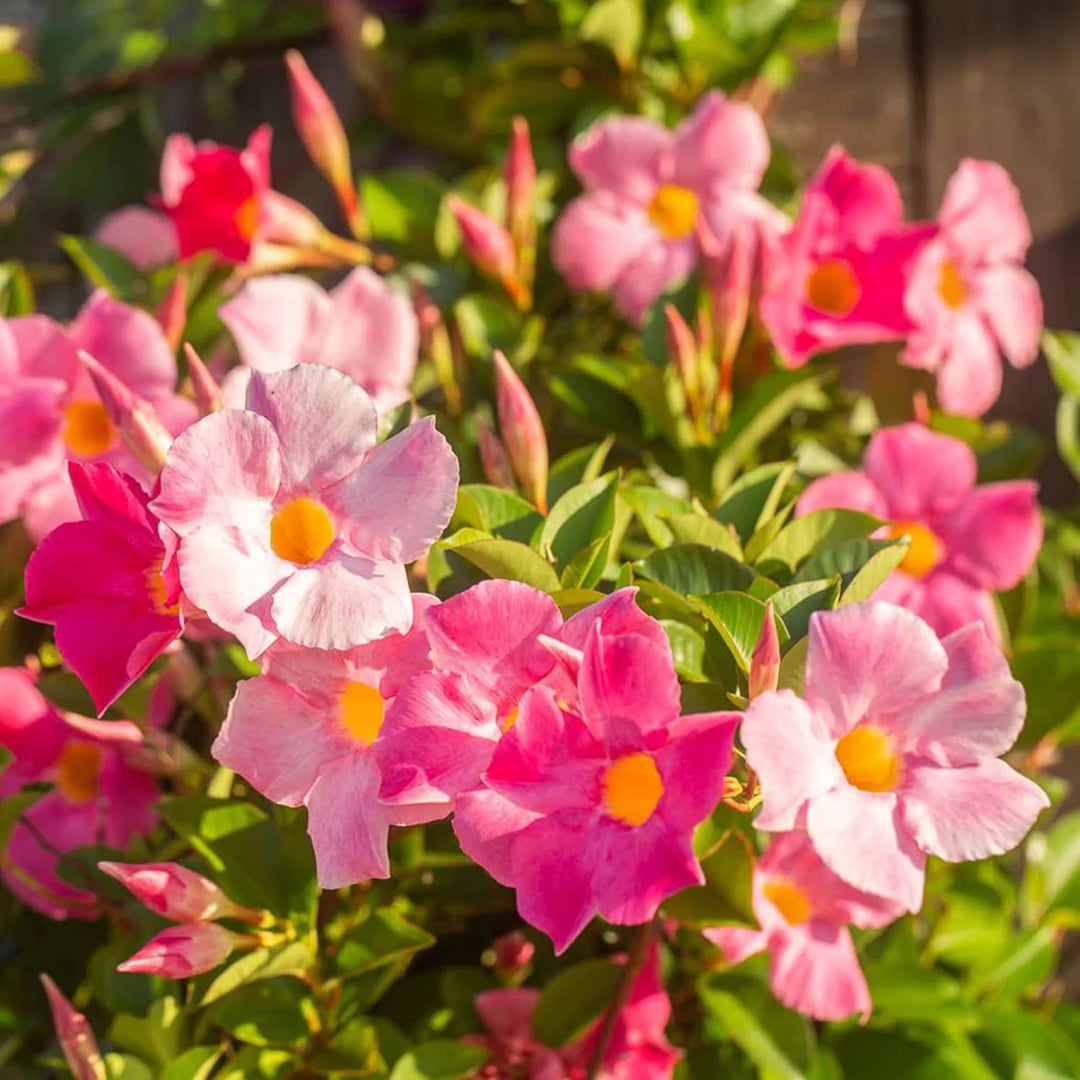 mandevilla flower seeds Mixed Mandevilla Sanderi Flower Seeds – Heirloom, Non-GMO, High Germin – Neeraseeds