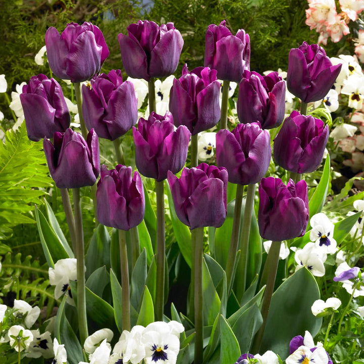 Purple Tulip Flower Seeds – Heirloom Non-GMO Bulb Seeds for Planting