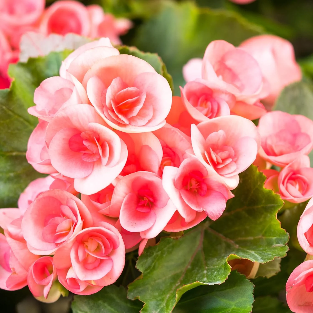 begonia flower flower seeds