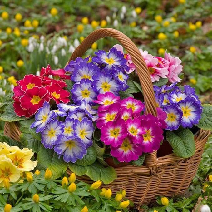 Heirloom Multi-Colored Primula Malacoides Seeds for Planting – Non-GMO, High Germination Organic Garden Seeds