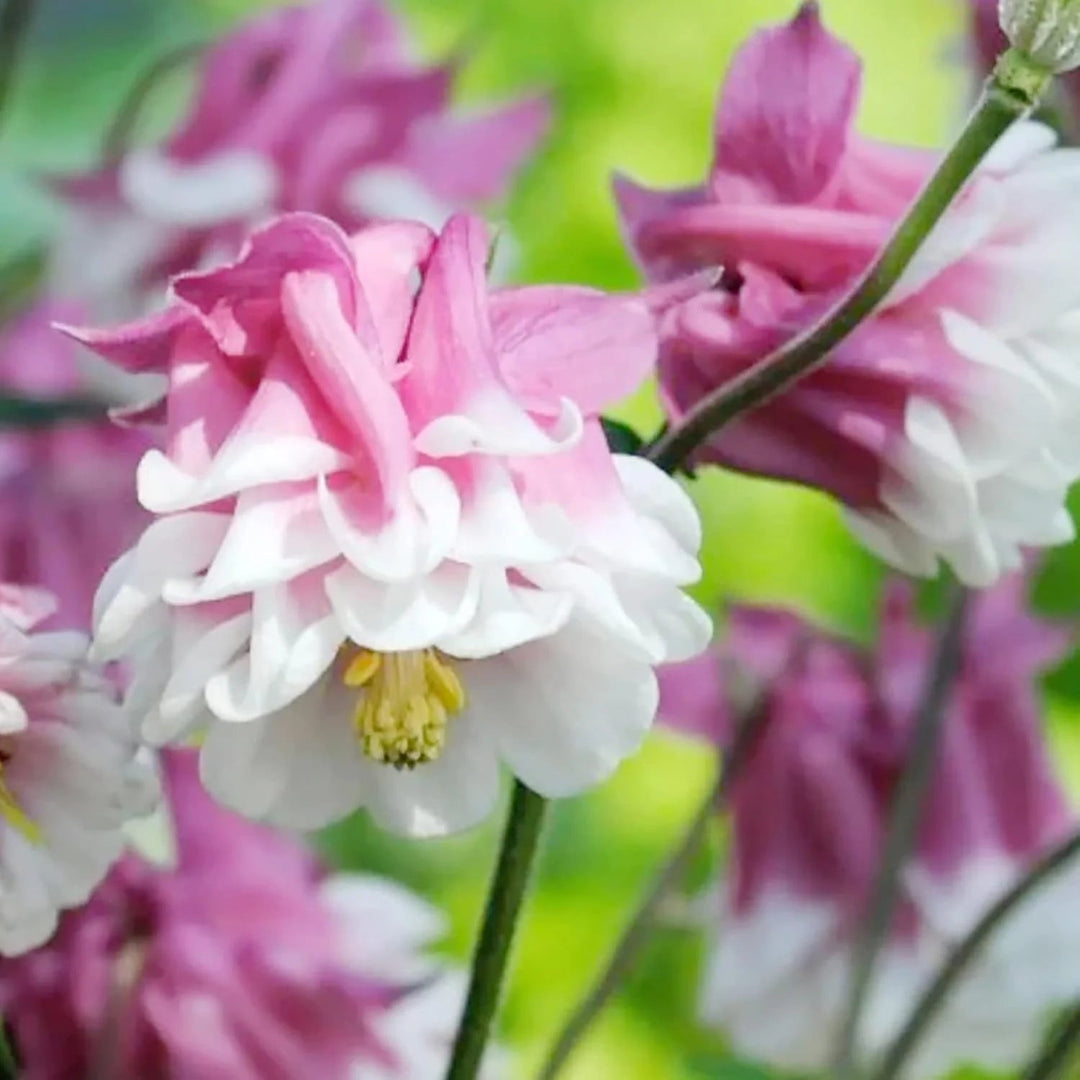 heirloom tower flower seeds