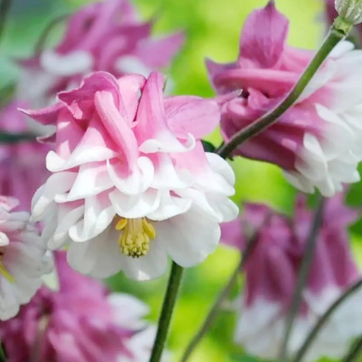 Heirloom Tower Columbine Flower For Planting Non Gmo Flower Seeds for Home Garden Planting, Exotic