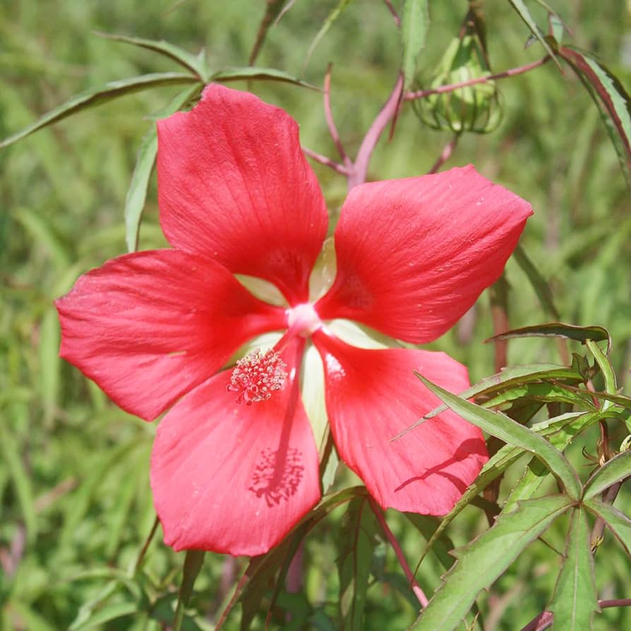 red texas flower seeds