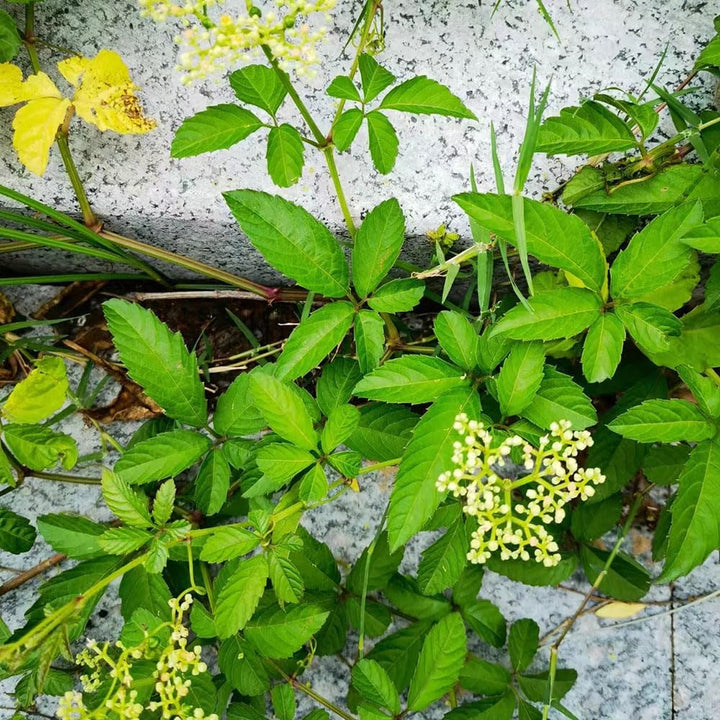 Jiaogulan plantefrø til plantning - 100 stk