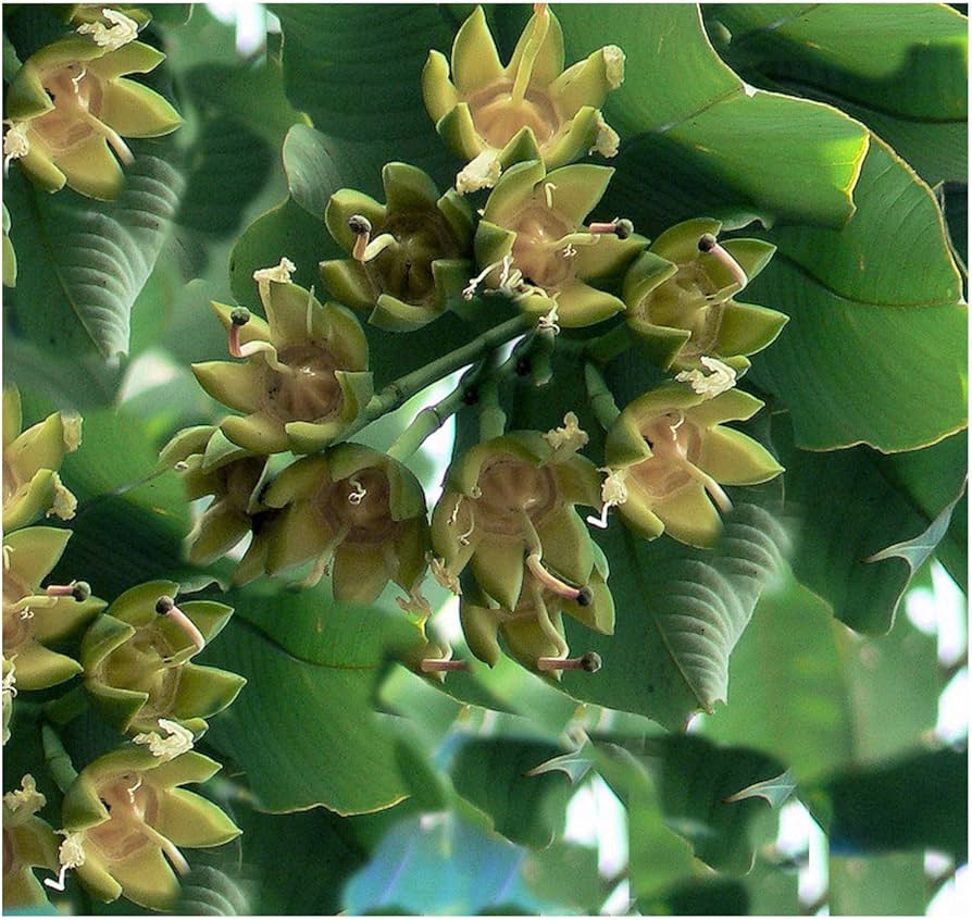 duabanga grandiflora flower seeds