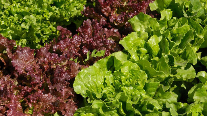 Heirloom Non-GMO Romaine Lettuce Leaf Seeds for Planting