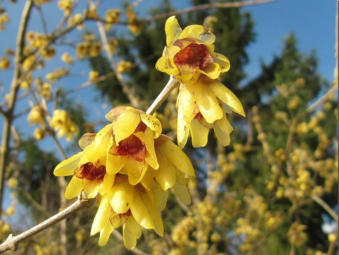 Heirloom Non-GMO Chimonanthus Flower Seeds for Planting – Fragrant Winter Bloom Seeds