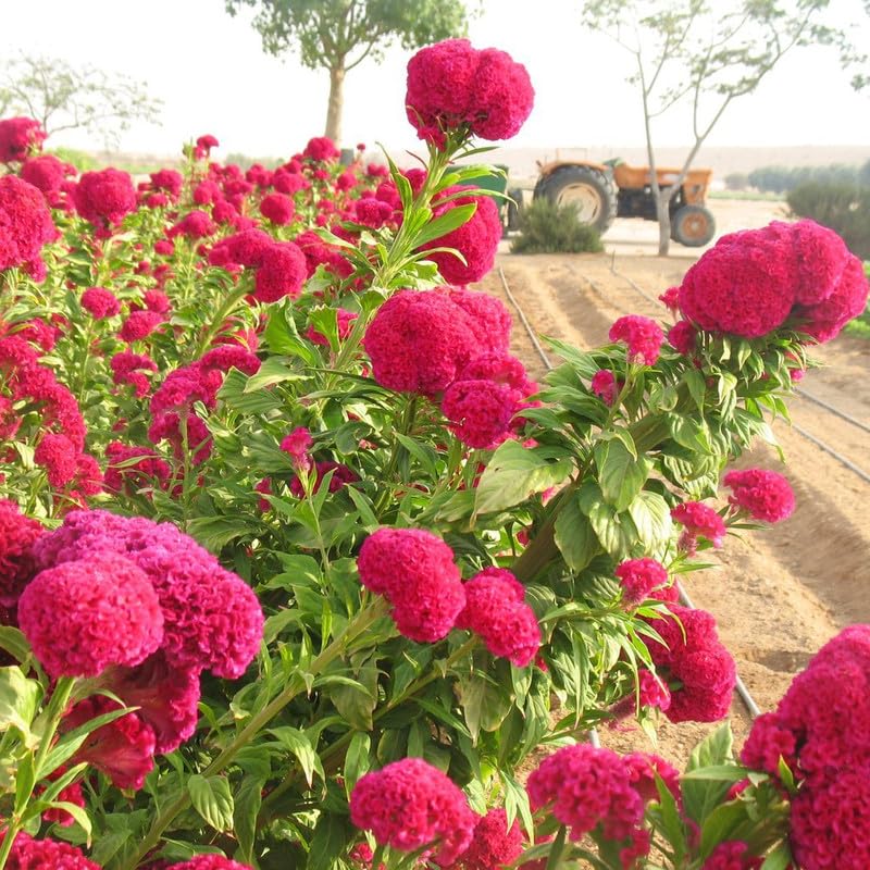 higro rose flower seeds