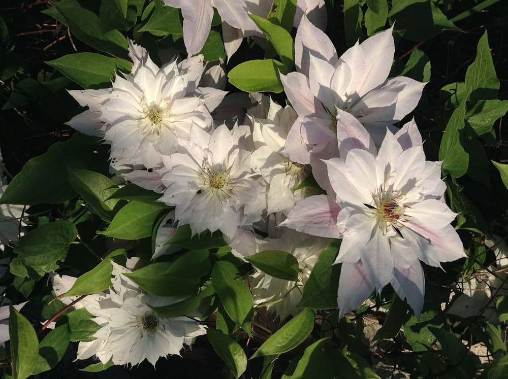 clematis mixed flower seeds