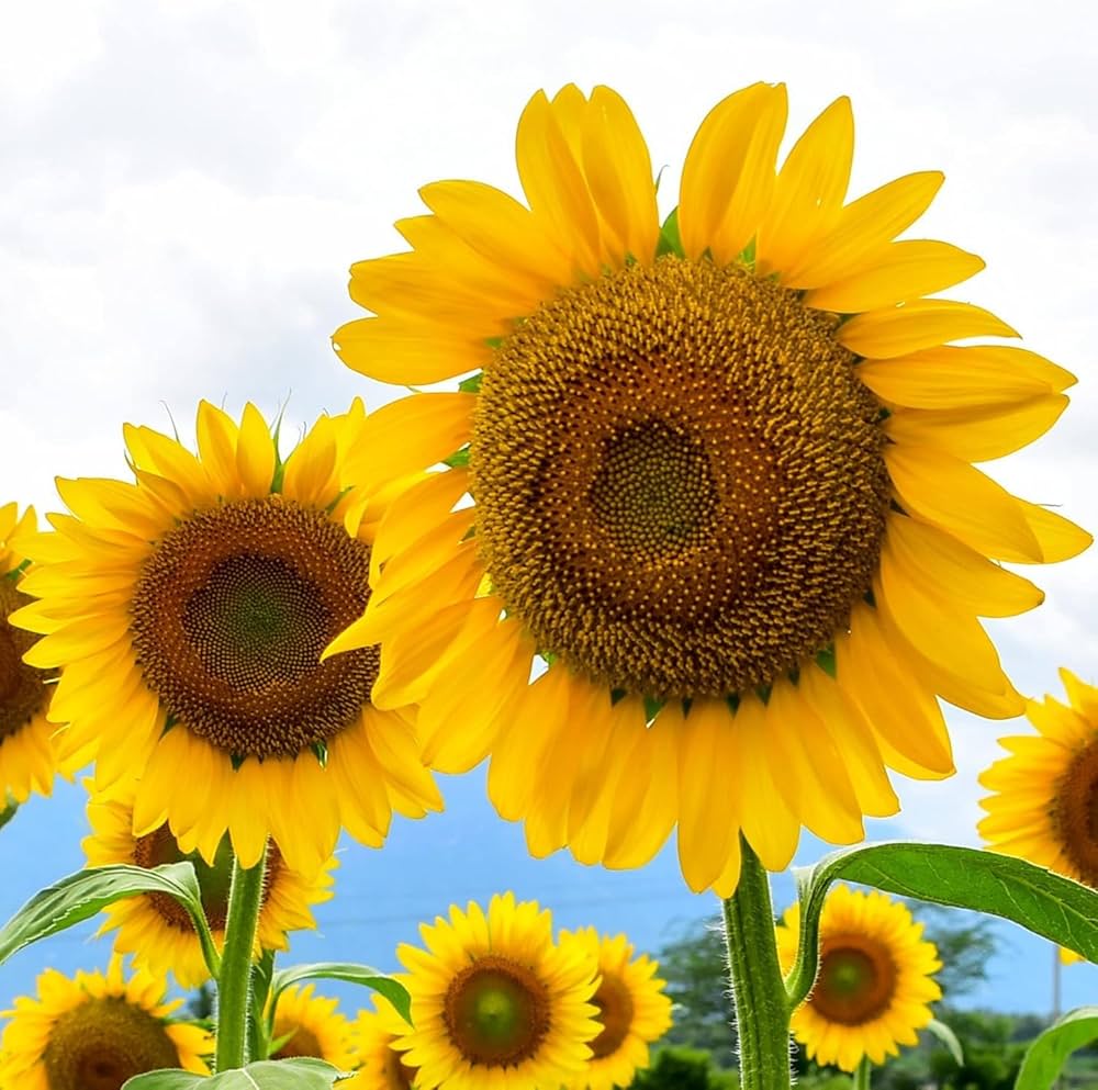 sunflower helianthus flower seeds