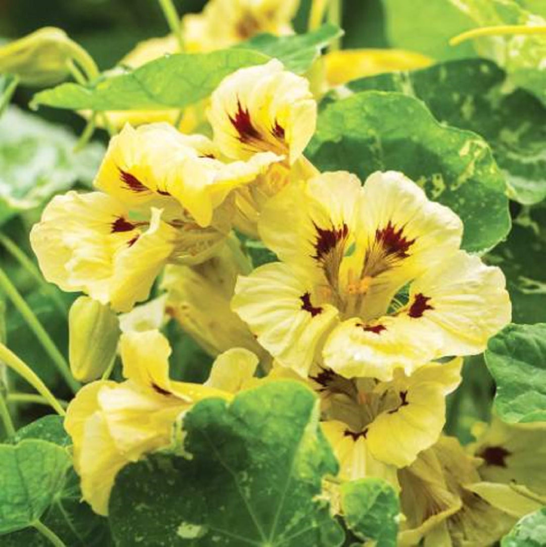 Lysegul Nasturtium Blomsterfrø 100 stk