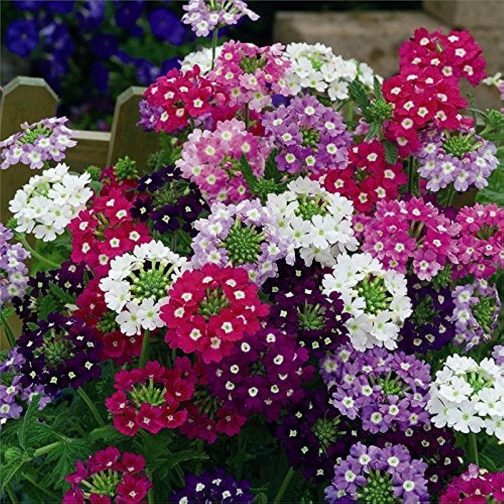 Vervain Flower Seeds for Planting, Fresh, 100 pcs