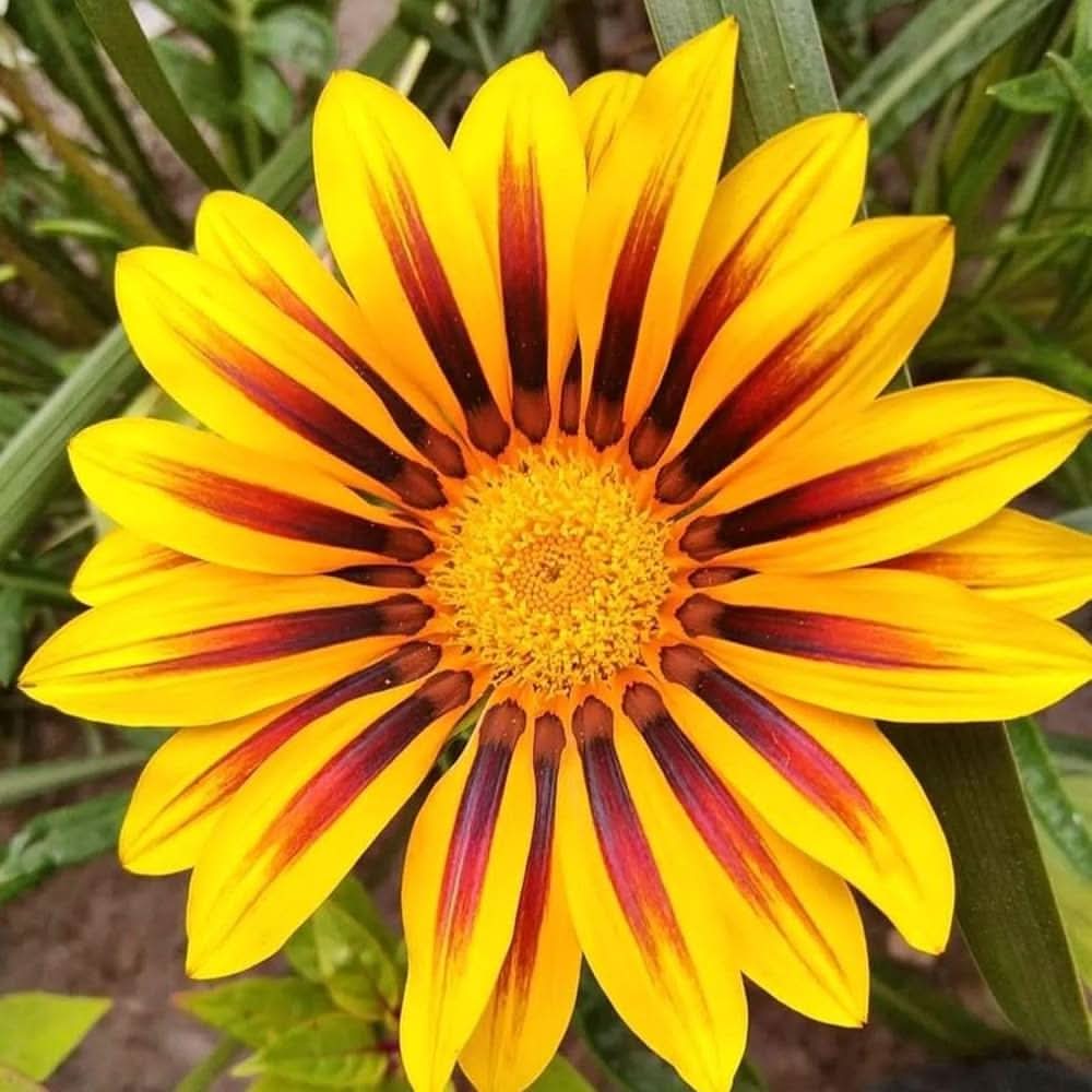 gazania rigens flower seeds