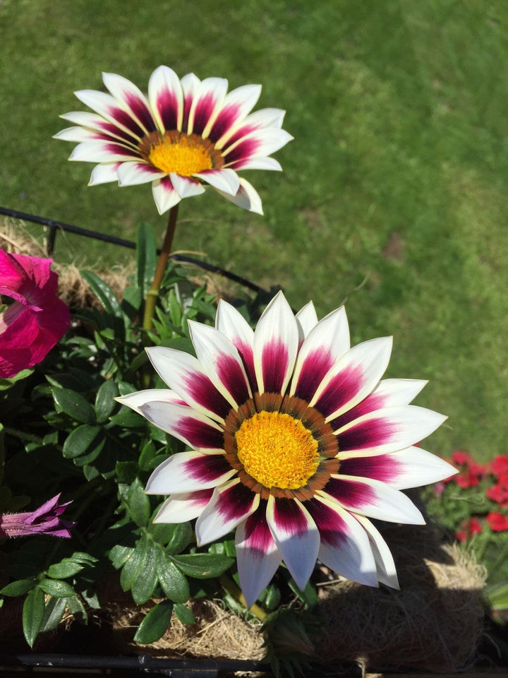 Pink Blå Gazania blomsterfrø til plantning - 100 stk