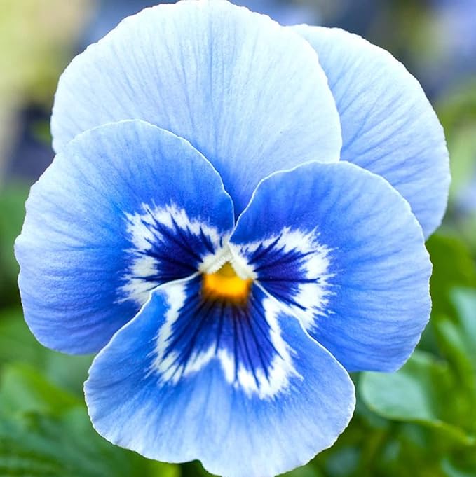 Blue Pansy African Planting In Pots Or Garden Flower Seeds Home Garden Planting, Exotic