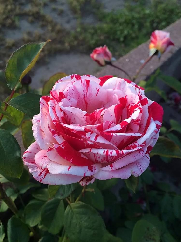 white blood flower seeds