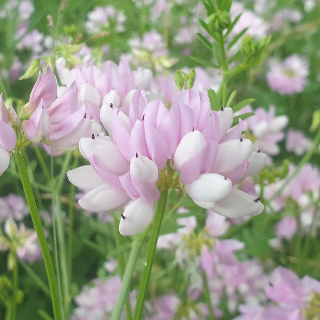 Pink Coronilla blomsterfrø til udplantning - 100 stk