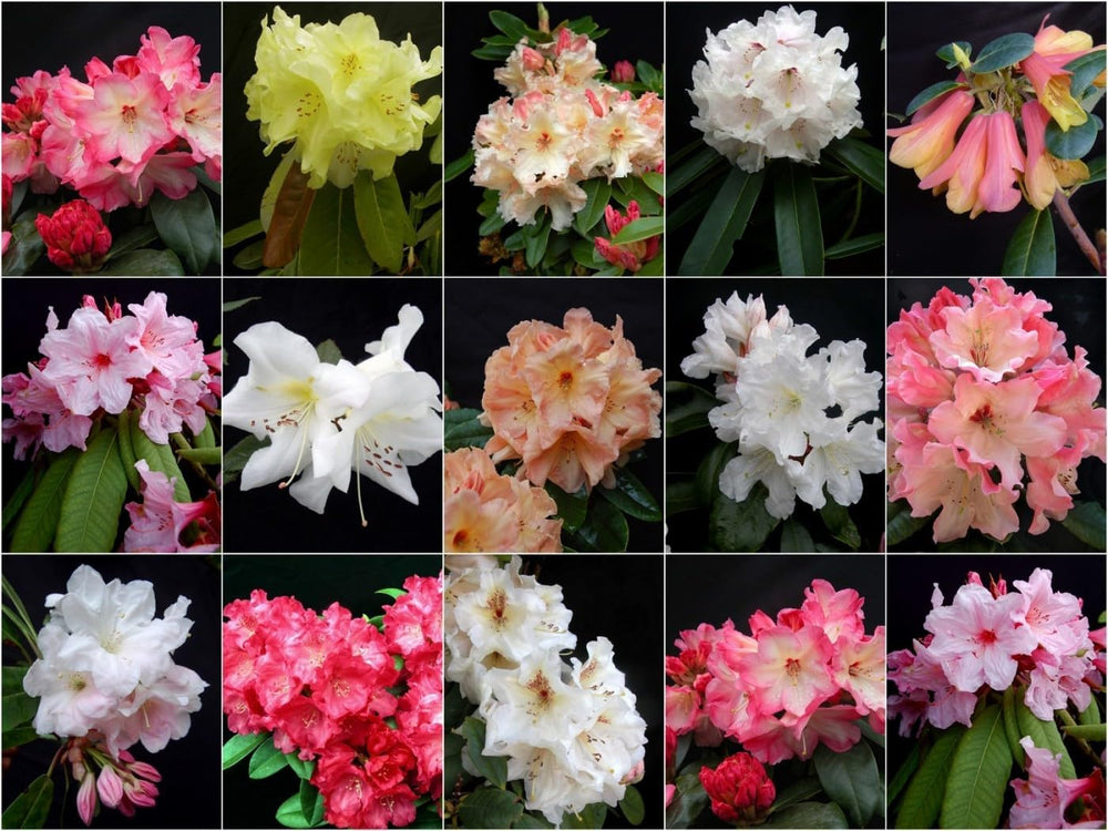 rhododendron flower seeds Heirloom Rhododendron Flower Seeds, Non-GMO Vibrant Blooms for Plantin – Neeraseeds