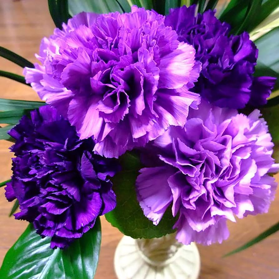 purple carnation flower seeds