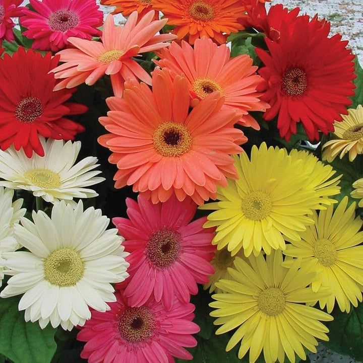gerbera daisy flower seeds
