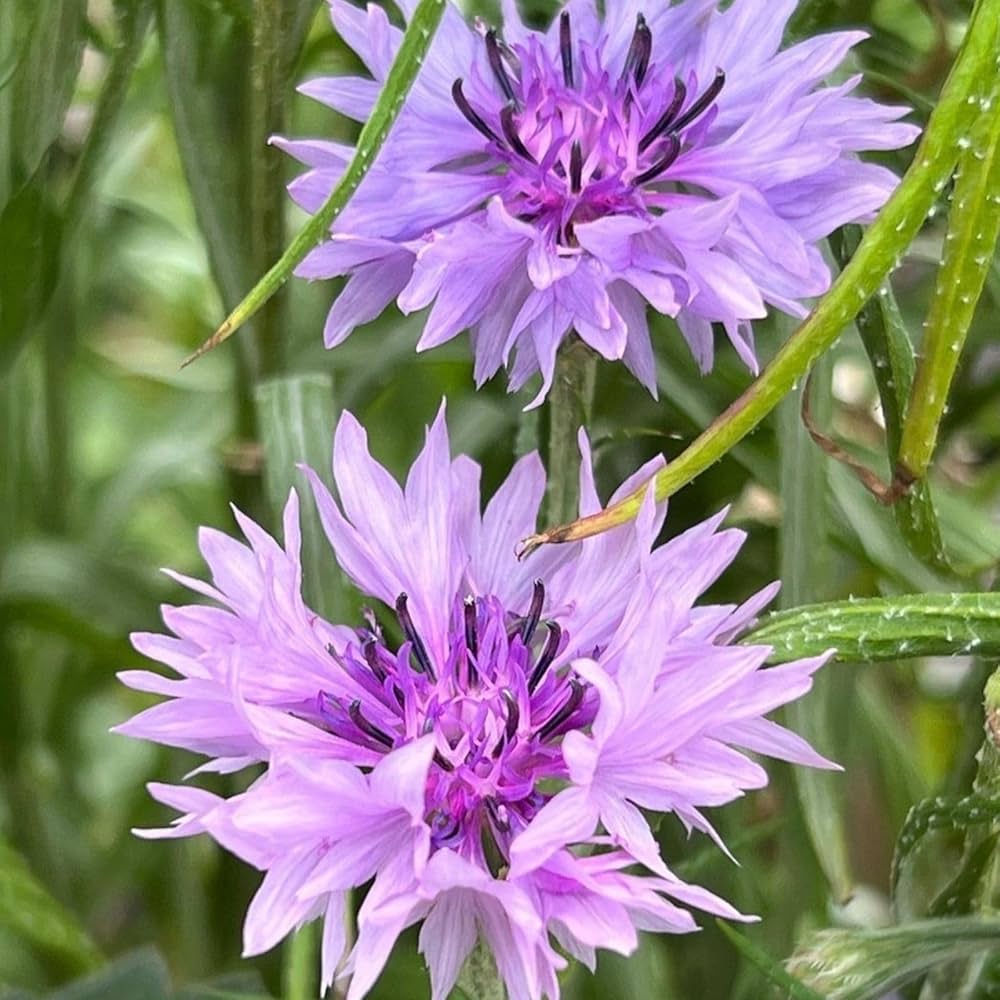 purple centaurea flower seeds