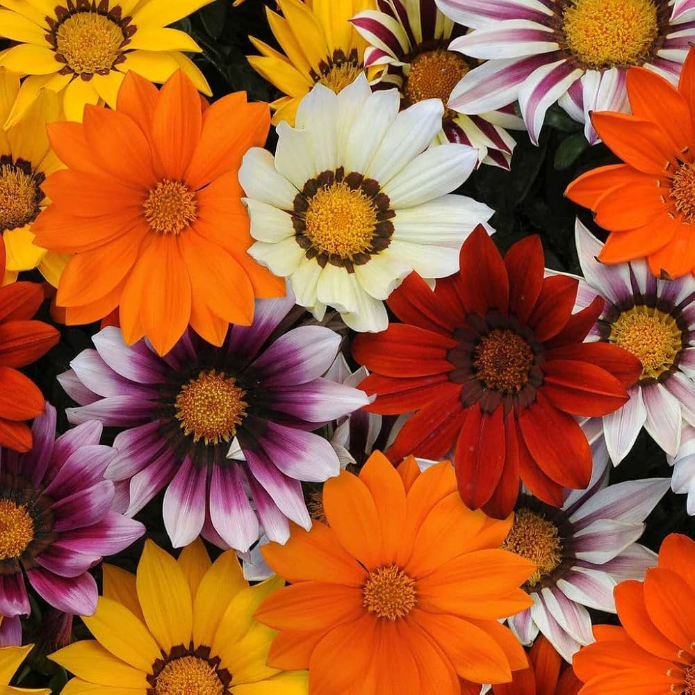 gazania flower flower seeds