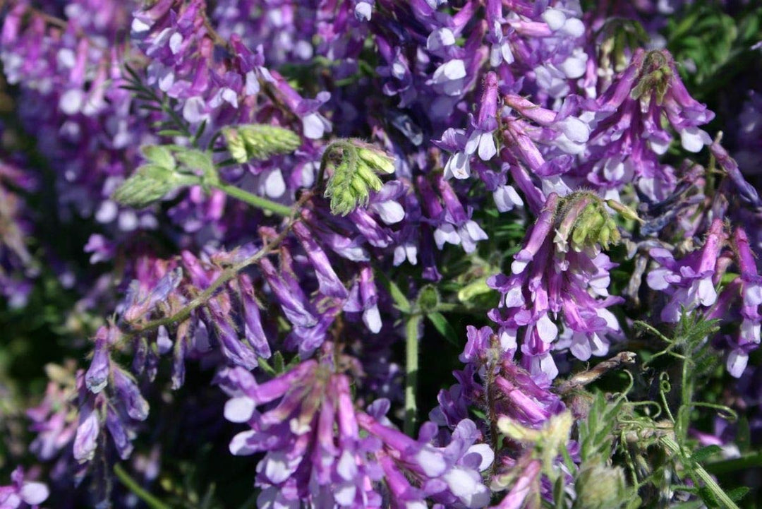 purple hairy flower seeds