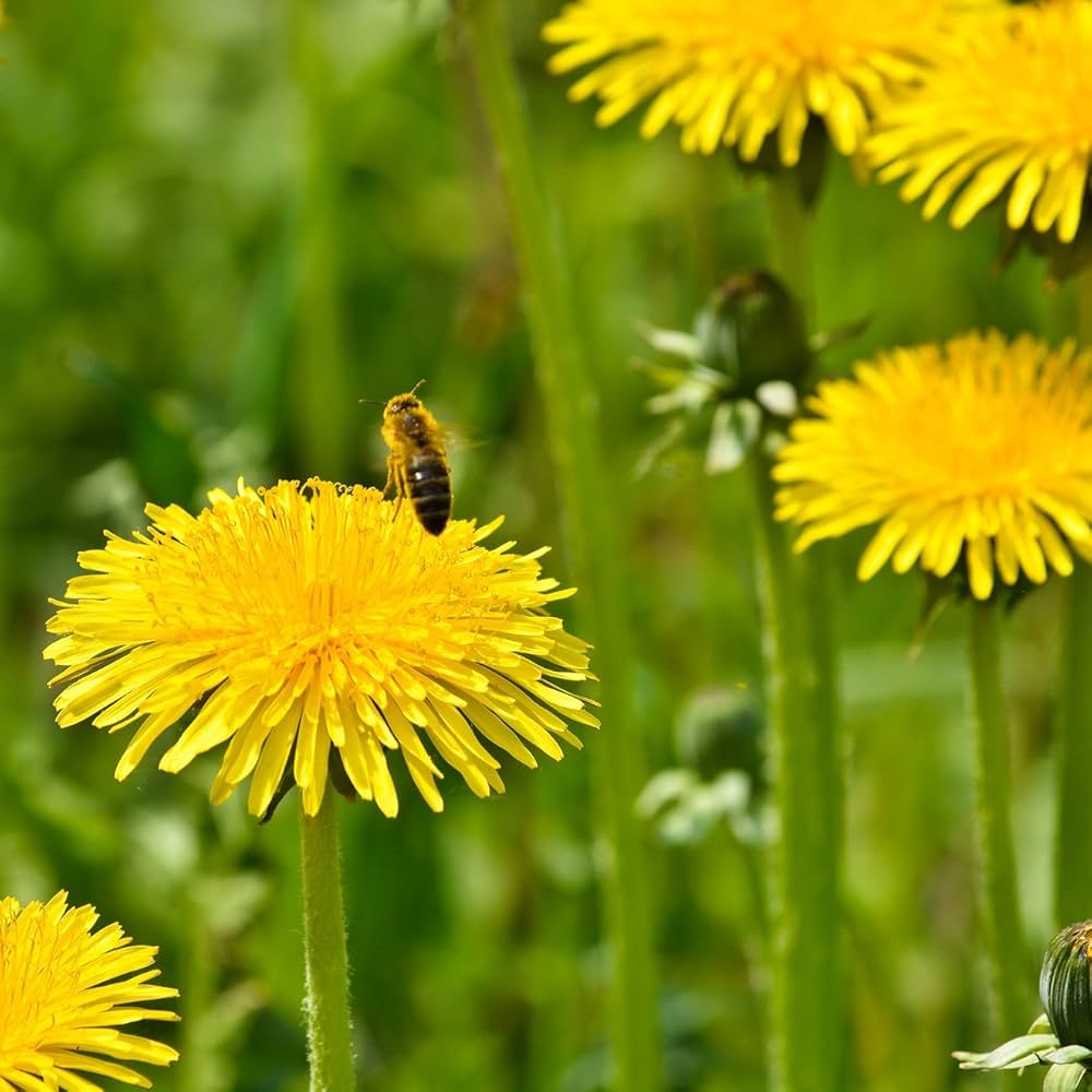 dandelion taraxacum flower seeds