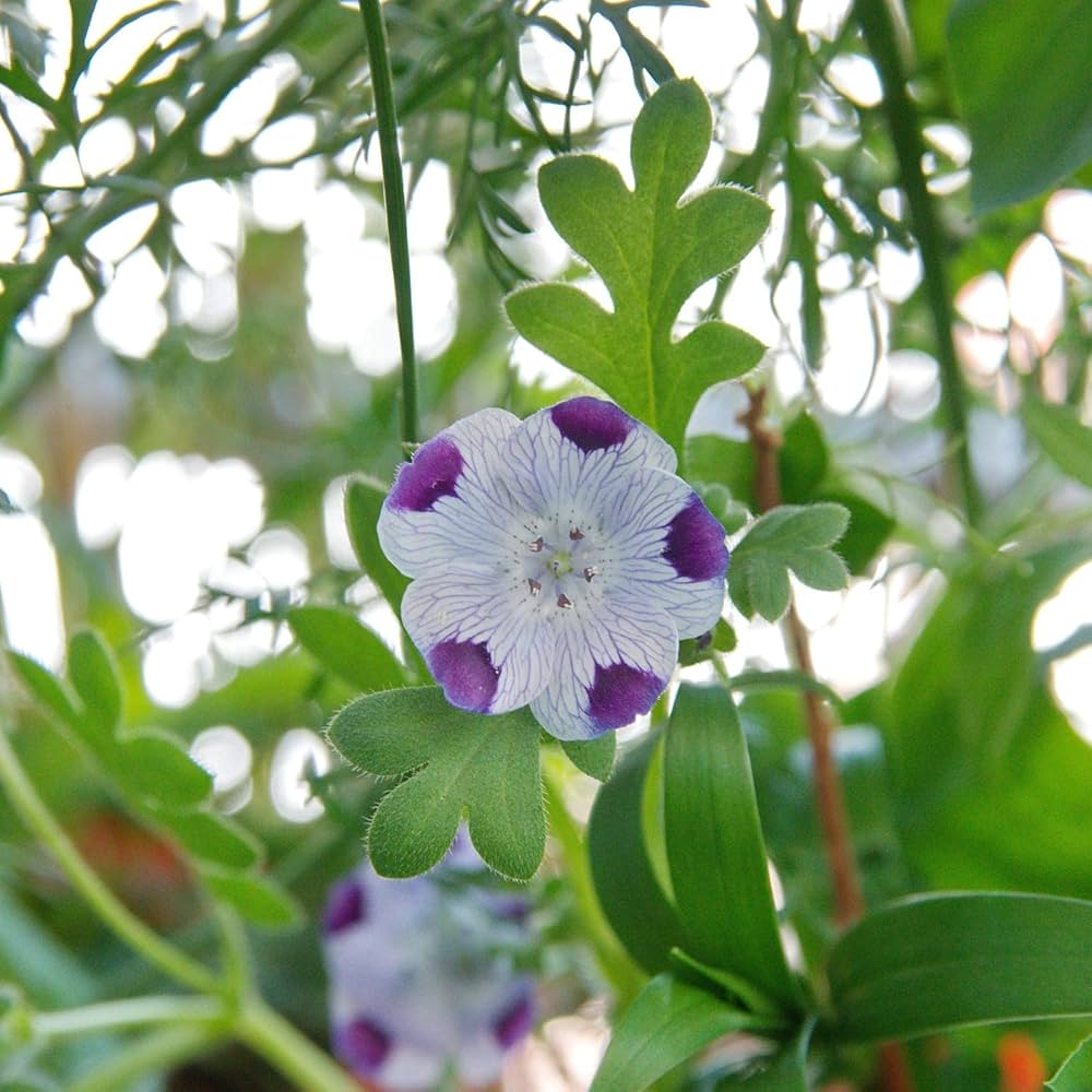 five spot flower seeds