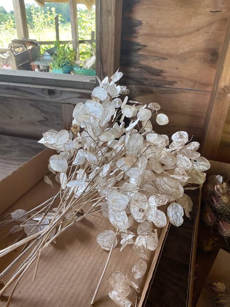 white white flower seeds