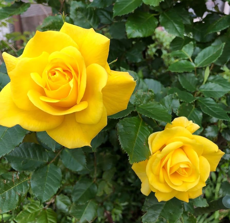 Yellow Rose Flower Seeds for Garden - 100 pcs