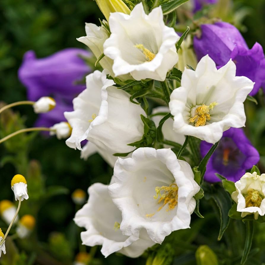 canterbury bells flower seeds