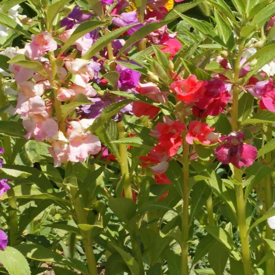impatiens xtreme flower seeds