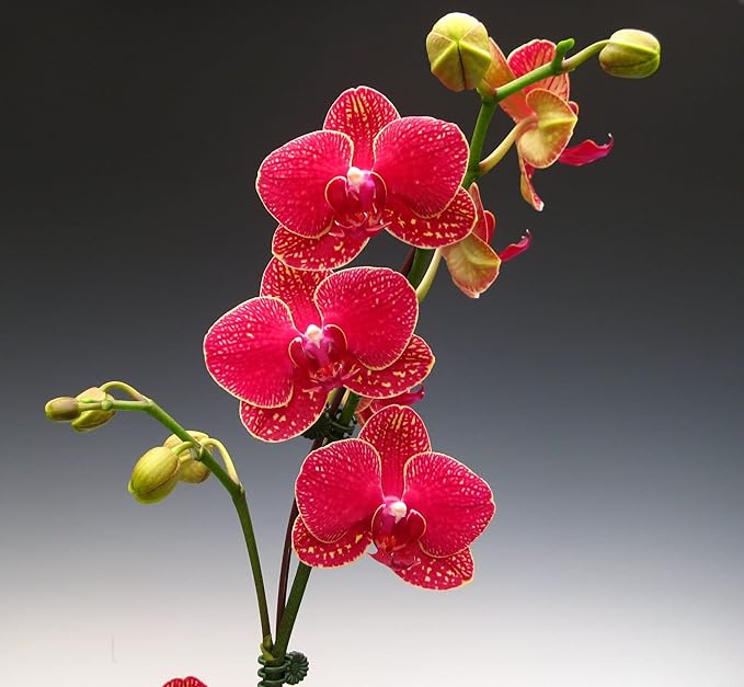 red phalaenopsis flower seeds