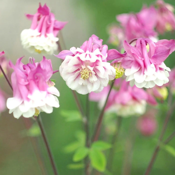 pink white flower seeds