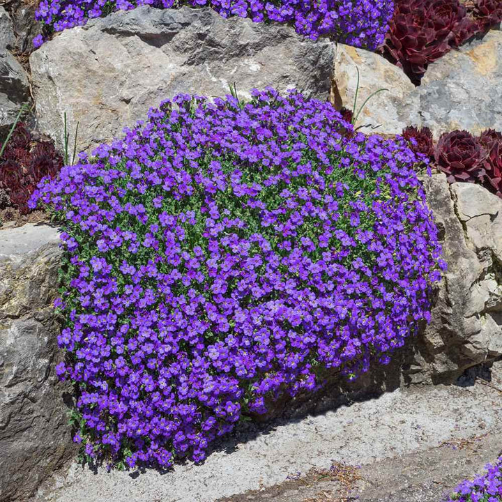 Aubrieta flerårige blomsterfrø til udplantning - 100 stk