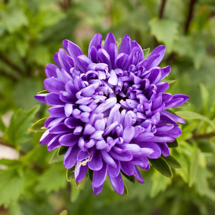 Multi Asters Giants Blomsterfrø til udplantning - 100 stk