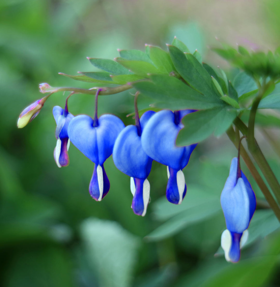 Blue Bleeding Heart Flower Seeds for Planting - 100 pcs