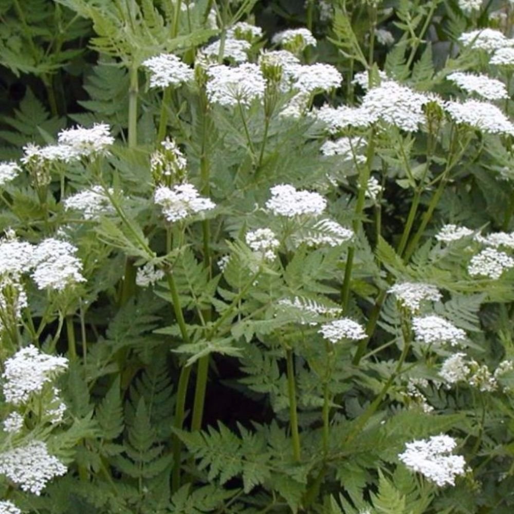 Cicely Blomsterfrø til Plantning 100 stk