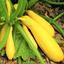 Vegetable Seeds, Seeds for Planting, Plant Seeds