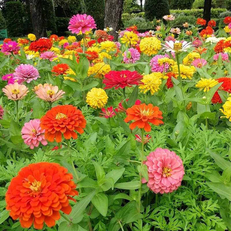 zinnia zinnia flower seeds
