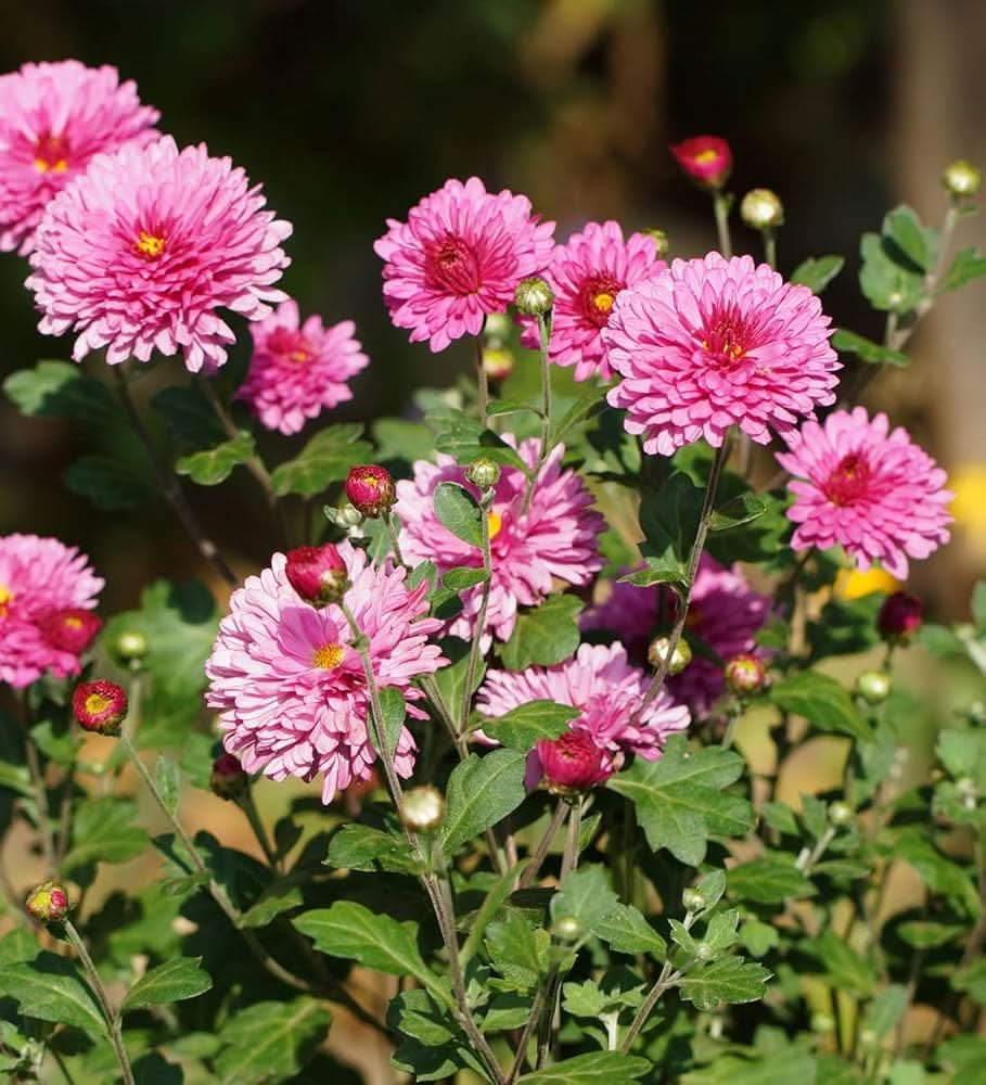 chrysanthemum chrysanthemum flower seeds